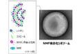 「保湿してもすぐ乾く」に向けた保湿のデュアルアクション　「NMF複合化リポソーム」を開発