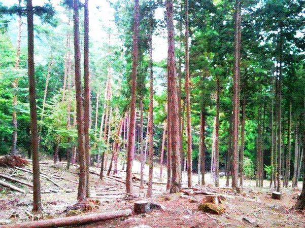荒廃した森を歩き 森林再生を考える 悲しみの森 癒しの森トレッキングツアー 山梨県大月市のプレスリリース
