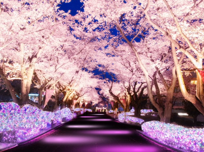 貸出画像「桜並木ライトアップイメージ」