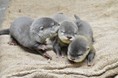 HANA・BIYORIで初めてコツメカワウソの赤ちゃん誕生！