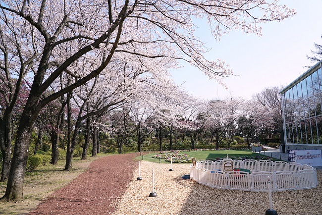 HANA・BIYORIの桜