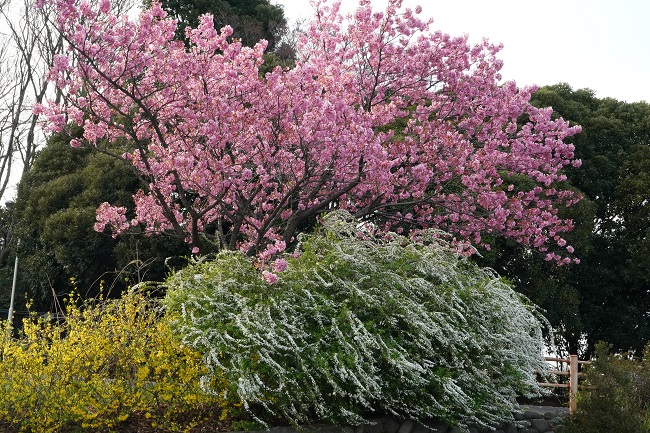 多摩緋桜 多摩緋桜