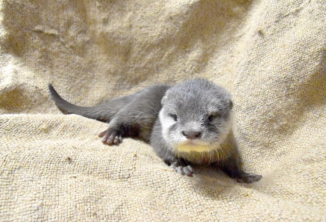 9月30日生まれのコツメカワウソの赤ちゃん(12月1日撮影・生後62日)