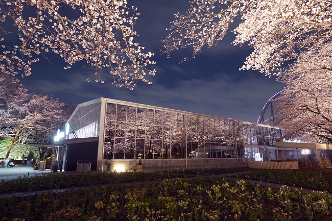 夜桜びより(昨年の様子) 夜桜びより(昨年の様子)