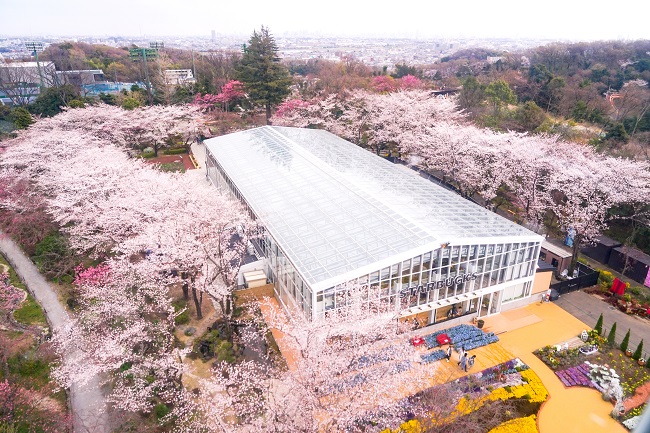HANA・BIYORIの桜(昨年の様子) HANA・BIYORIの桜(昨年の様子)