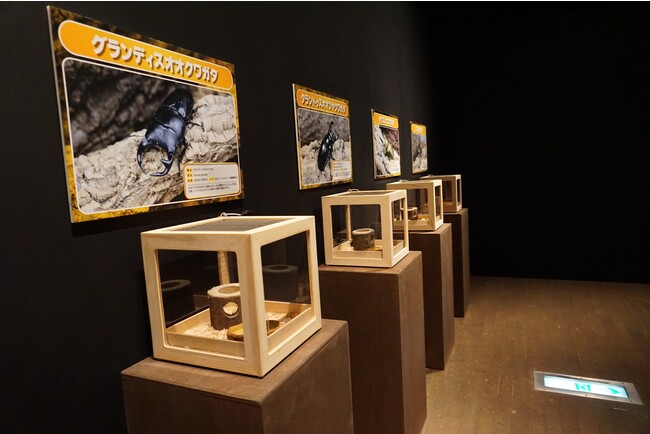 貸出画像「昆虫の生体展示」 貸出画像「昆虫の生体展示」