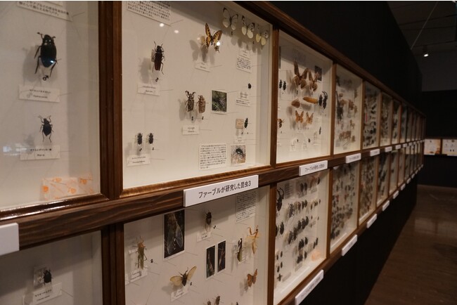 貸出画像「世界の昆虫標本展示」 貸出画像「世界の昆虫標本展示」