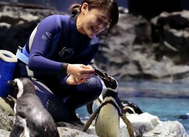 すみだ水族館の人気者「ペンギン」