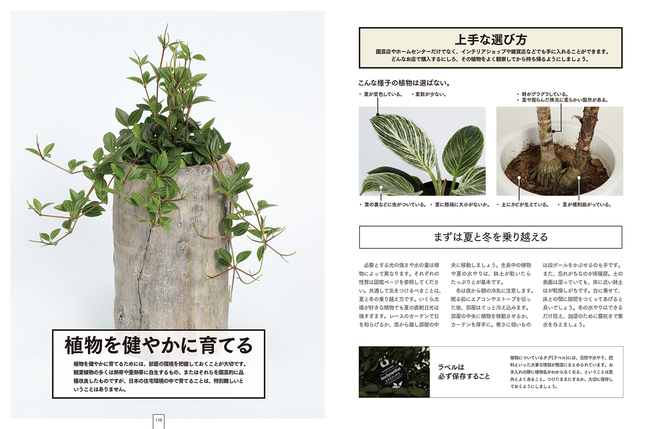 いま人気のインテリアグリーンをより長く より美しく楽しみたい 観葉植物図鑑 8 1発売 株式会社日本文芸社のプレスリリース