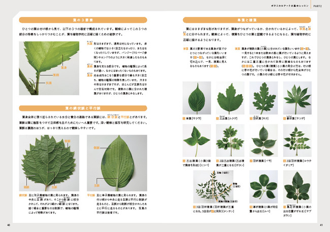 じっくり観察し 絵の具を塗り重ねることで 植物をリアルに表現 はじめてのボタニカルアート 発売 株式会社日本文芸社のプレスリリース