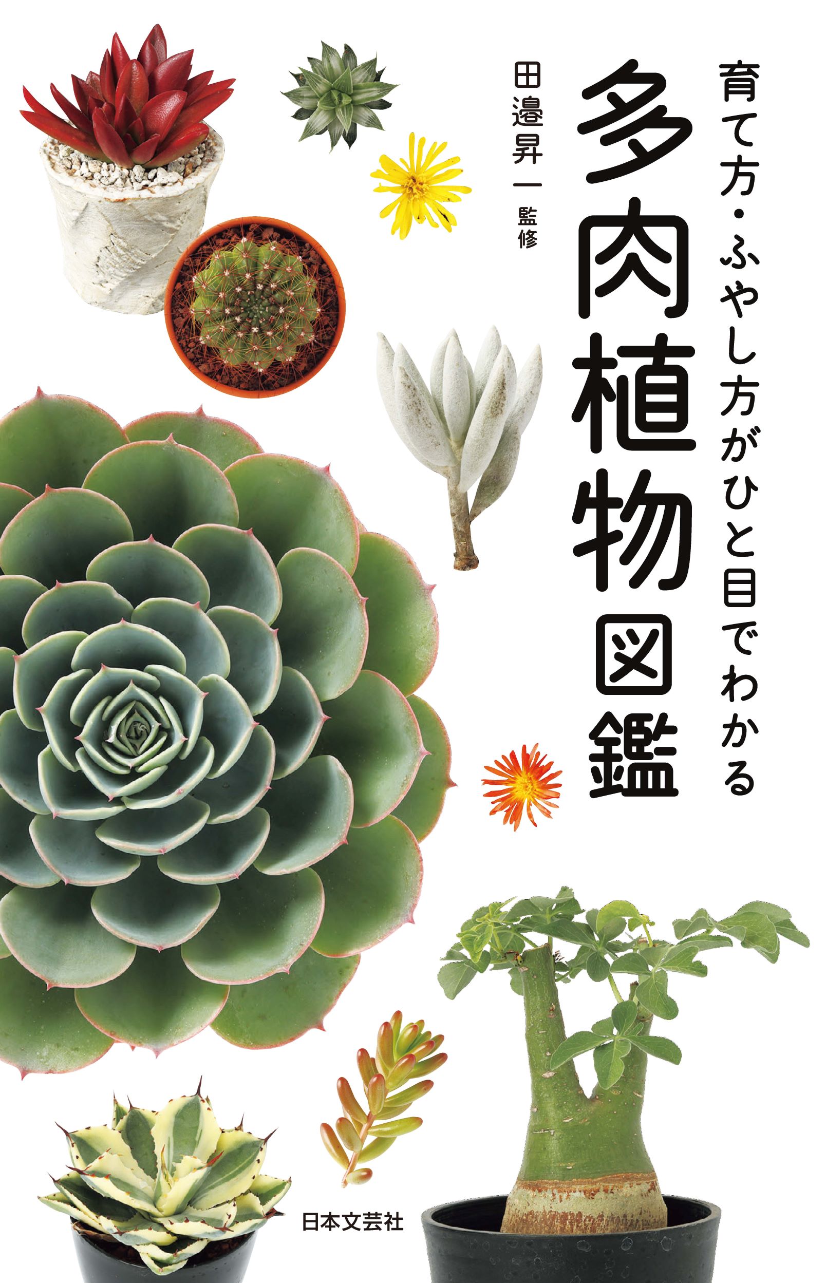 国内で入手可能な多肉植物997種類を網羅 育て方 ふやし方がひと目でわかる 多肉植物図鑑 2 15発売 株式会社日本文芸社のプレスリリース