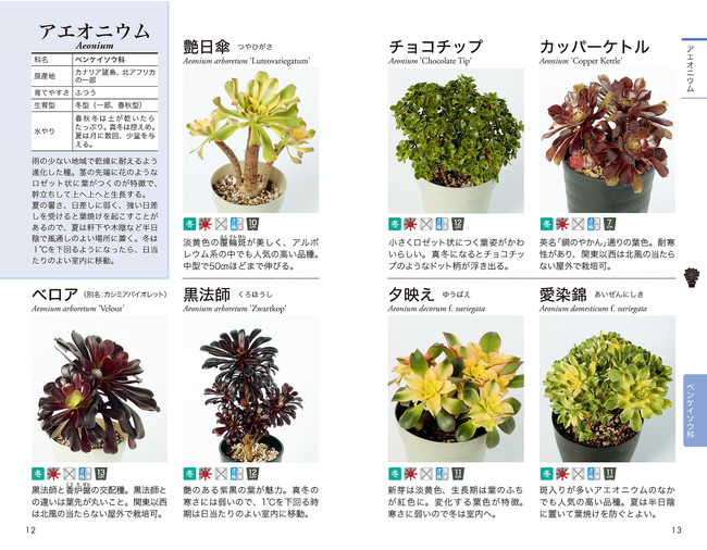 国内で入手可能な多肉植物997種類を網羅 育て方 ふやし方がひと目でわかる 多肉植物図鑑 2 15発売 株式会社日本文芸社のプレスリリース