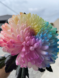レインボー菊 美しい染菊で、生活のさまざまなシーンを華やかに彩ります。 和蔵場にて初めて販売する生花です。 880円（税込）