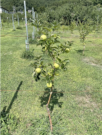圃場内のりんご（NAGANOイノベーションフィールド）