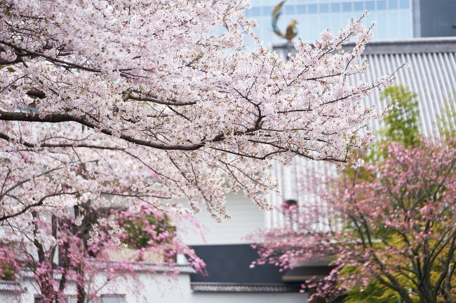 桜の時期のホテル雅叙園東京（外観）　