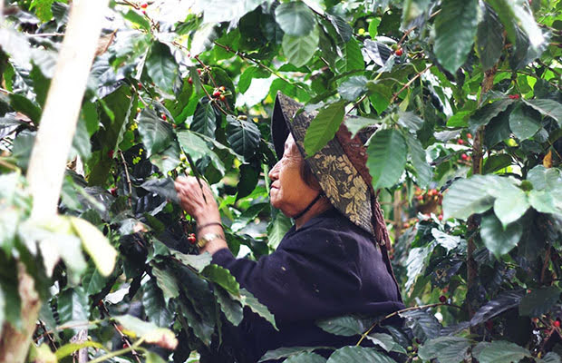 東南アジアでコーヒーを育てている生産者