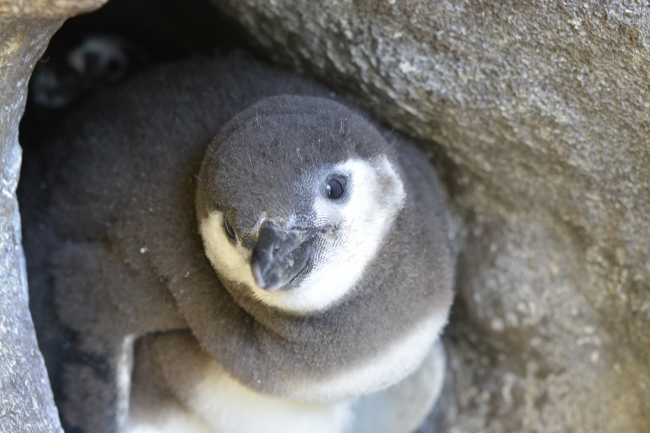 しながわ水族館 赤ちゃんペンギンの愛称投票キャンペーン開始