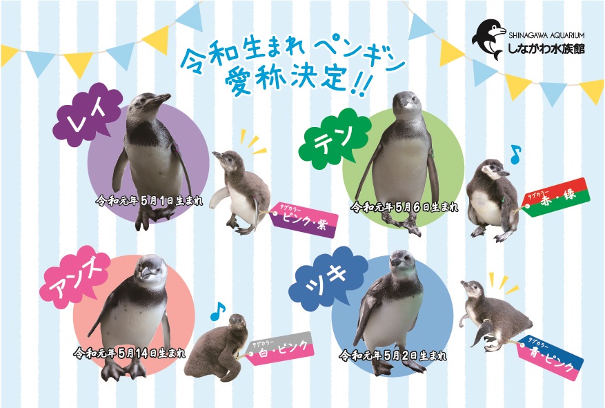 令和生まれの赤ちゃんペンギン 4羽の愛称が決定 オリジナルポストカードをプレゼント 株式会社サンシャインエンタプライズのプレスリリース