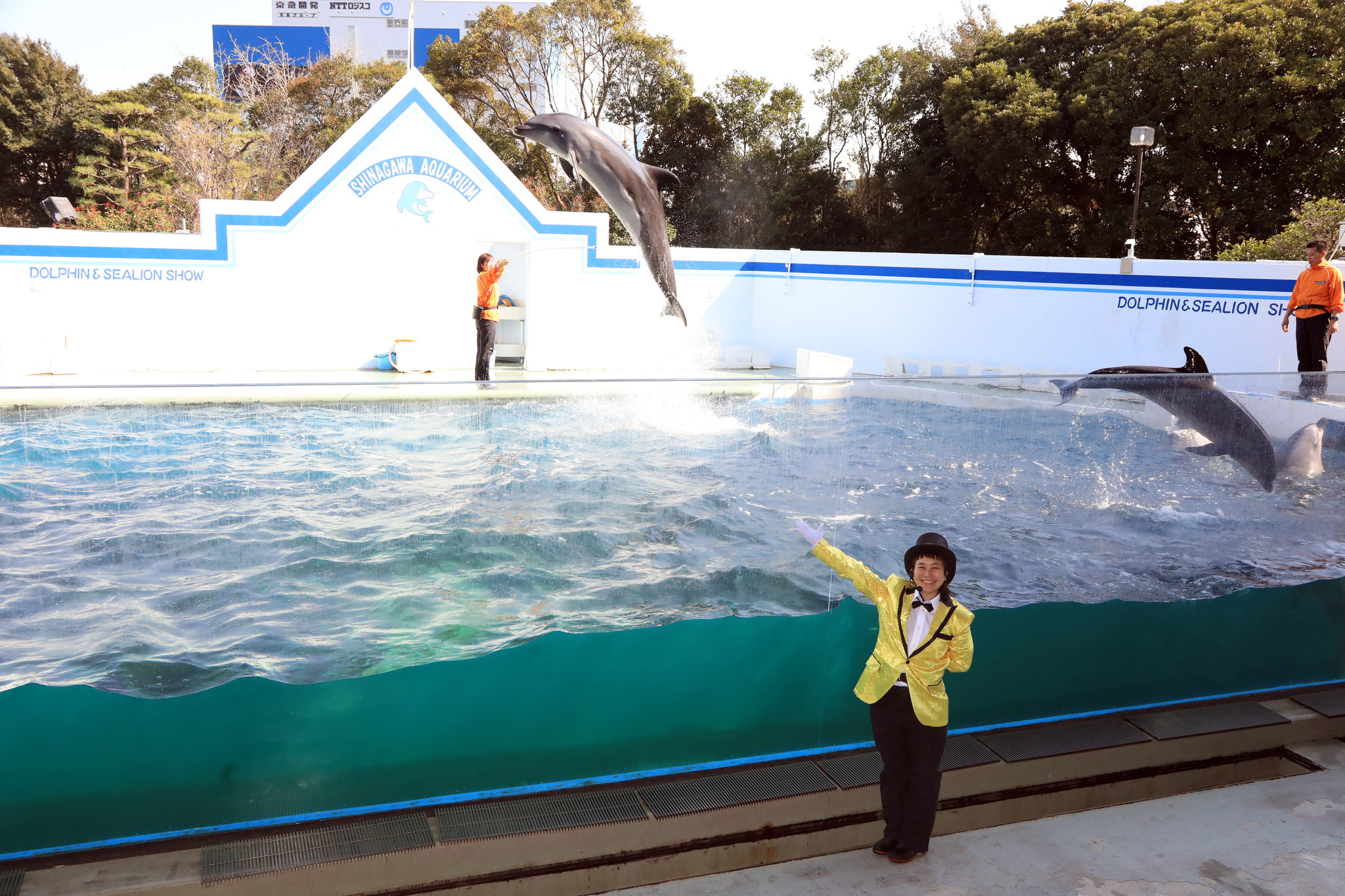 イルカショー 水中ショーがリニューアル 会場全体で盛り上げるイルカショーや見上げる水中ショーを実施 株式会社サンシャインエンタプライズのプレスリリース