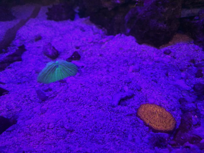 蛍光サンゴ