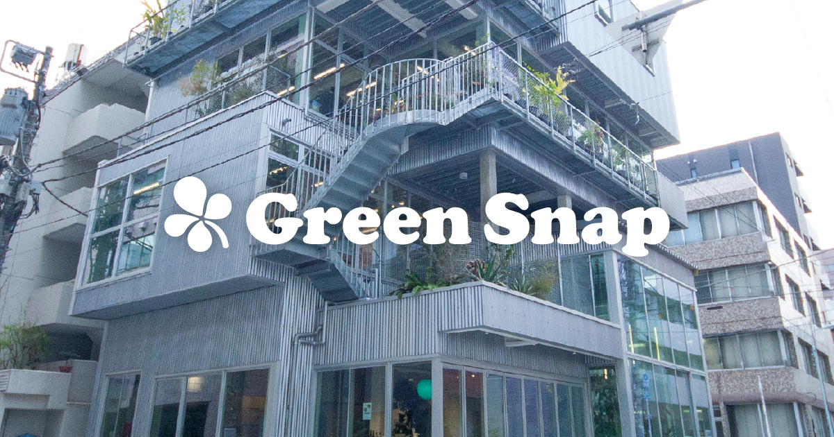 GreeSnap株式会社　新CPO、CTO就任に関するお知らせ
