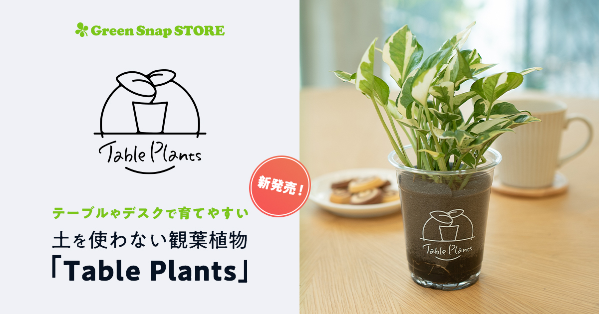 テーブルやデスクで育てやすい 土を使わない観葉植物 Table Plants をgreensnapが新発売 Greensnap株式会社のプレスリリース
