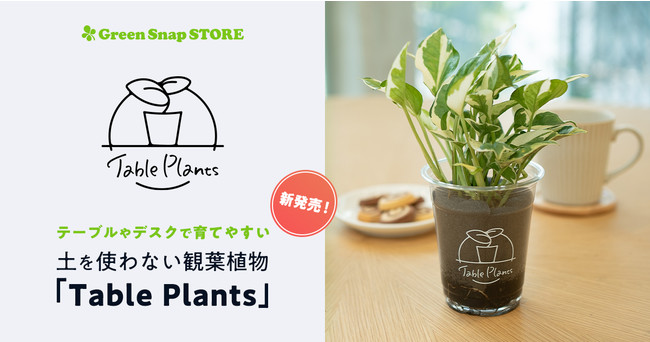 テーブルやデスクで育てやすい 土を使わない観葉植物 Table Plants をgreensnapが新発売 Greensnap株式会社のプレスリリース