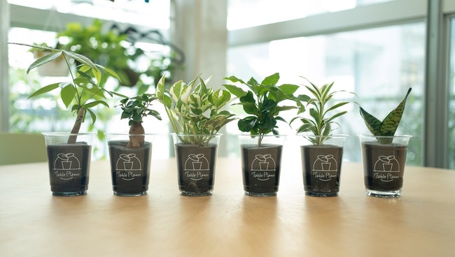 テーブルやデスクで育てやすい、土を使わない観葉植物「Table Plants」をGreenSnapが新発売｜GreenSnap株式会社のプレスリリース