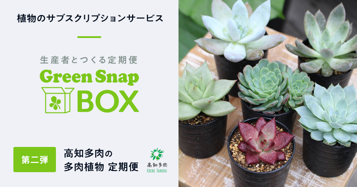 植物のサブスク 生産者とつくる定期便 Greensnap Box 第二弾は高知多肉の多肉植物 Greensnap株式会社のプレスリリース