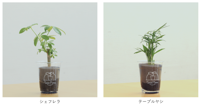 花ごころ 観葉植物の土 5L 葉色がよくなる 室内 インドア 通販