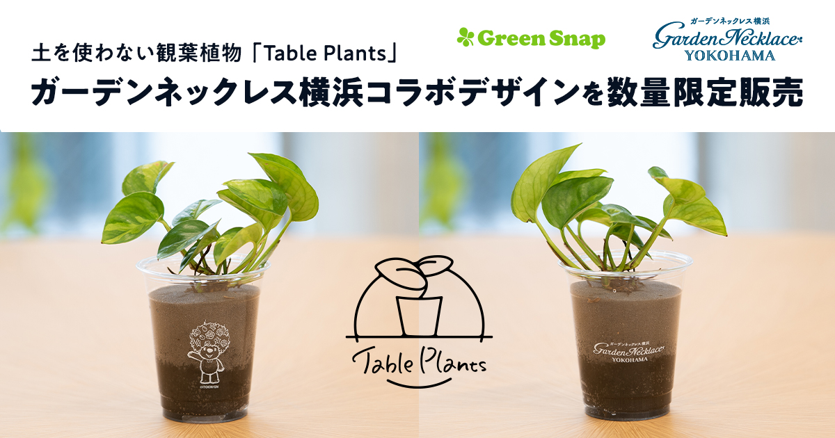 Greensnap コラボデザイン登場 土を使わない観葉植物 Table Plants ガーデンネックレス横浜 コラボデザインを数量限定販売 Greensnap株式会社のプレスリリース