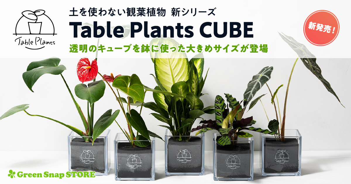 累計販売数9,000個！土を使わない観葉植物Table Plantsシリーズに、四角いクリアポットの「Table Plants CUBE」が新