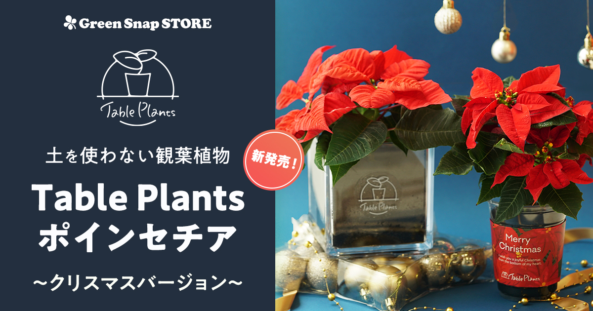 Greensnap Table Plantsシリーズにクリスマスバージョンが登場 ポインセチアが新発売 Greensnap株式会社のプレスリリース
