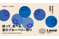 採って、食べる。夏のブルーベリー狩りを堀内果実園で開催