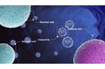Craif、COO 水沼未雅が、QIAGEN社セミナー「miRNA(マイクロRNA) シーケンシング関連ウェビナー」にて講演を行いました