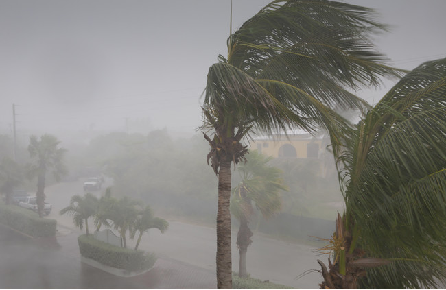 台風の風を受ける椰子の木
