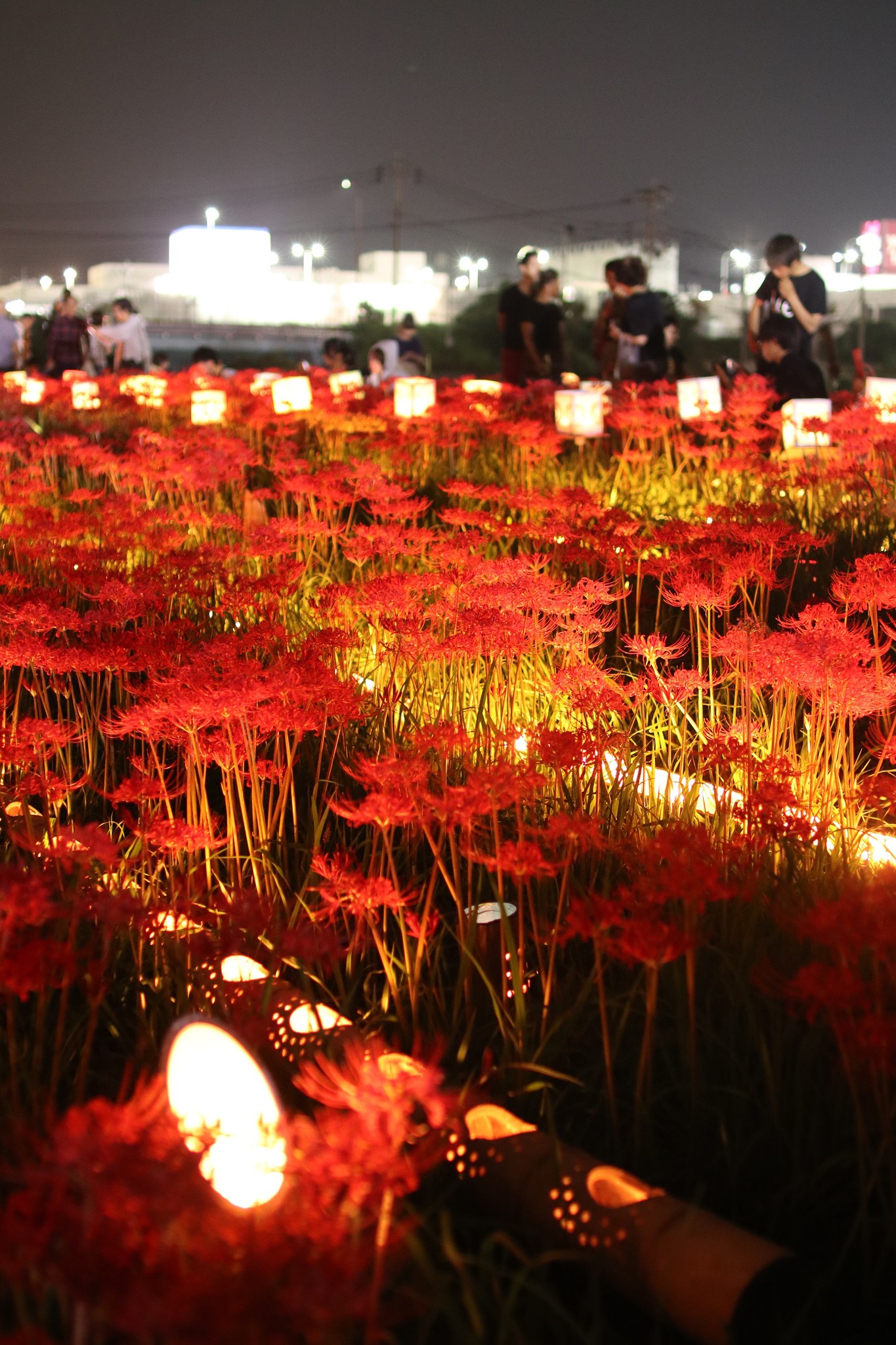 福岡県久留米市 高良川の6万株の彼岸花が幻想的にライトアップ 筑後地区観光協議会のプレスリリース