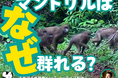 【福岡県大牟田市】大牟田市動物園YouTubeライブ配信!~マンドリルはなぜ群れる?