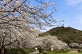 【福岡県小郡市】満開の桜スポット