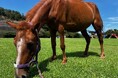 【福岡県大牟田市】大牟田市動物園に新しい仲間がやってきます!