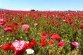 【福岡県小郡市】「行こうと思っていた」では間に合わない。あじさかポピー園が満開🌺見ごろは今週末！