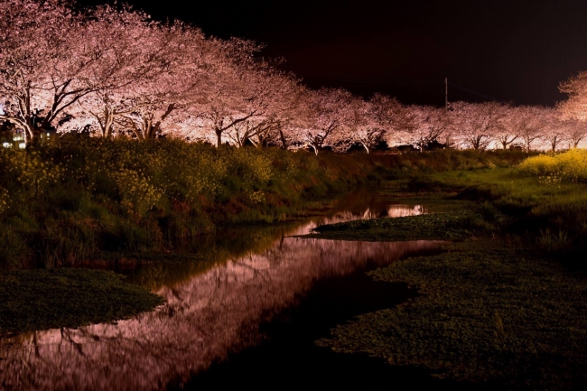 水面に写る桜並木