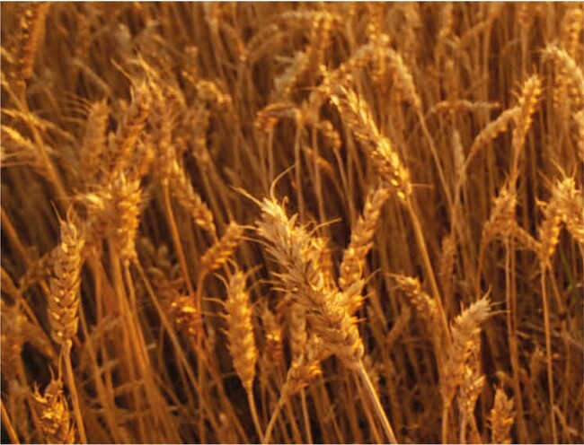 ストラスクライド蒸留所 ストラスクライド蒸留所