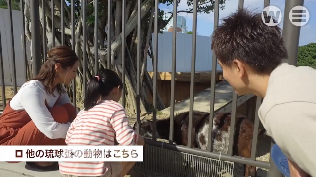 琉球弧の動物たち