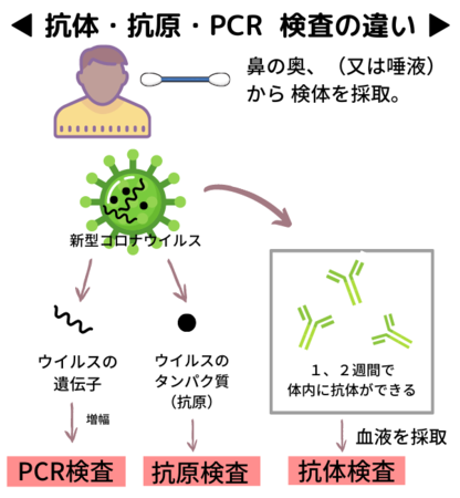 抗体 検査 クラボウ