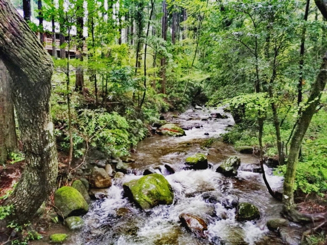 小田原市こいの森を流れる渓流