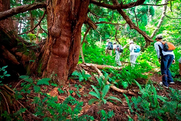 【佐渡エコツアー】神秘の大自然！原生林と杉巨木群トレッキング～
