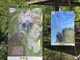 （提供：Philippine Eagle Foundation（フィリピンワシ保護財団））