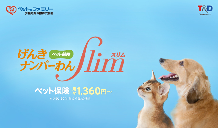 オーナーがおしゃれだと愛犬までおしゃれ プードル ヨークシャー テリアオーナーの約9割が愛犬の洋服を持っていると回答 小型犬オーナーの洋服平均保有枚数3 9枚 マルチーズオーナーは5 4枚 ペット ファミリー少額短期保険株式会社のプレスリリース