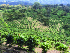 レリダ農園の風景 レリダ農園の風景